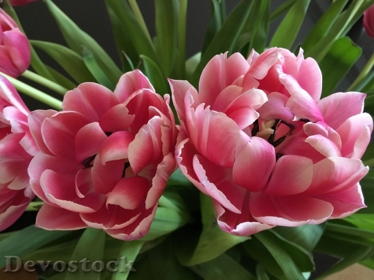 Devostock Tulips Close Blossom Bloom