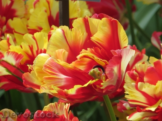 Devostock Tulips Close Farbenpracht Keukenhof