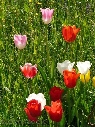 Devostock Tulips Colorful Color Spring 0
