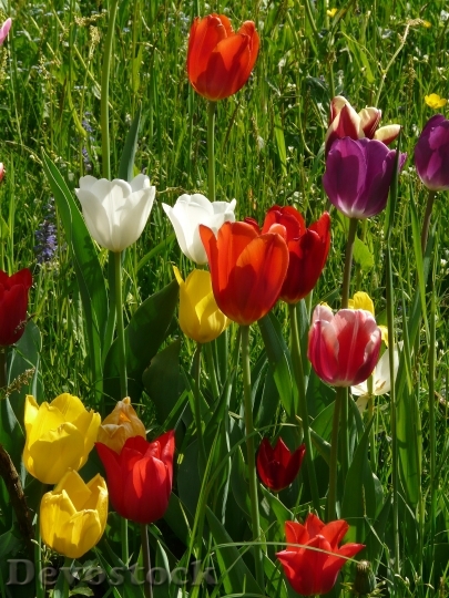 Devostock Tulips Colorful Color Spring