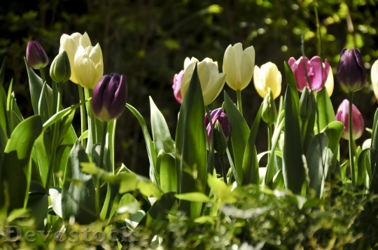 Devostock Tulips Colorful Spring 991922