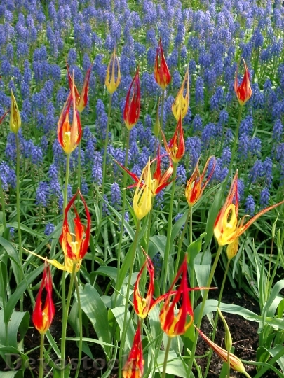 Devostock Tulips Colour Holland Spring