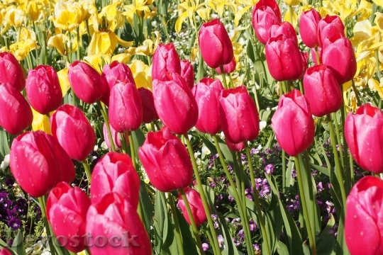 Devostock Tulips Daffodils Spring Flowers
