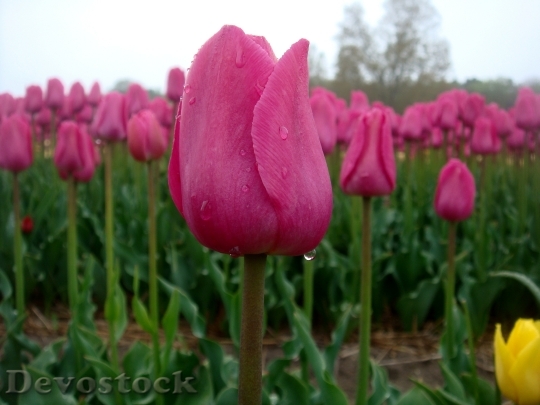 Devostock Tulips Drops Rain Grow
