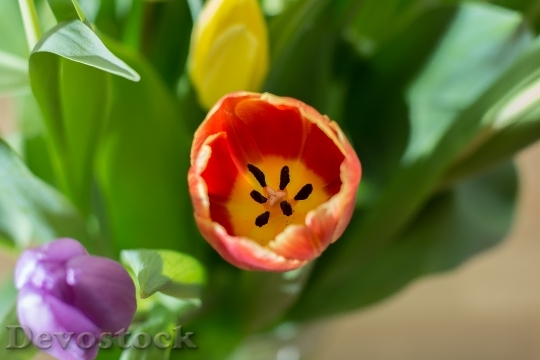 Devostock Tulips Federal Government Bouquet 1