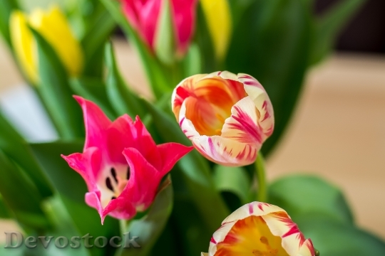 Devostock Tulips Federal Government Bouquet 2