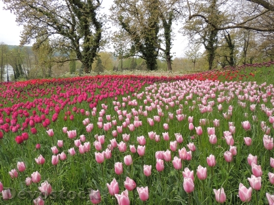 Devostock Tulips Field Violet Blossom