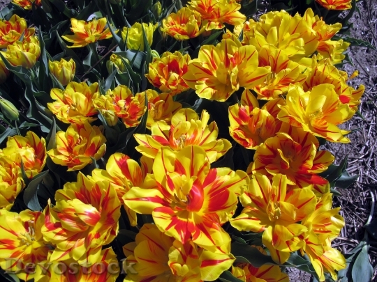 Devostock Tulips Flora Yellow Spring