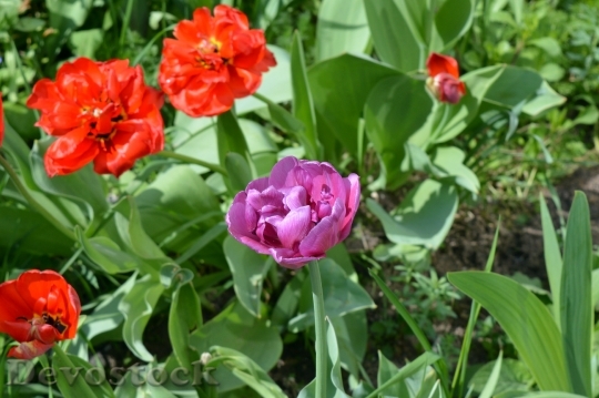 Devostock Tulips Flower Bed Flowers