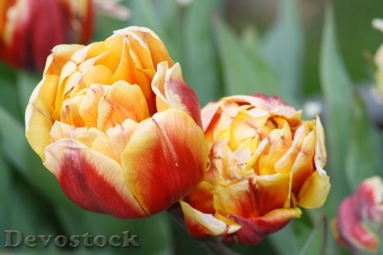 Devostock Tulips Flower Colorful Nature