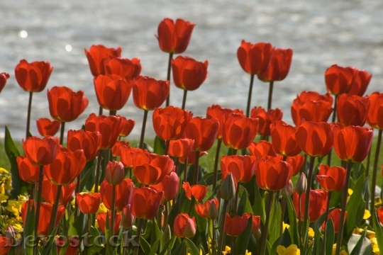 Devostock Tulips Flower Discounts Spring 0