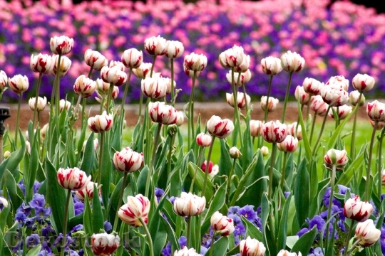 Devostock Tulips Flower Discounts Spring 1