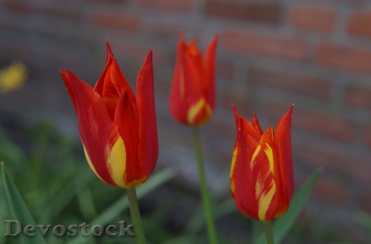 Devostock Tulips Flower Flowers Dutch