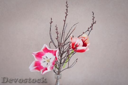 Devostock Tulips Flower Flowers Pink