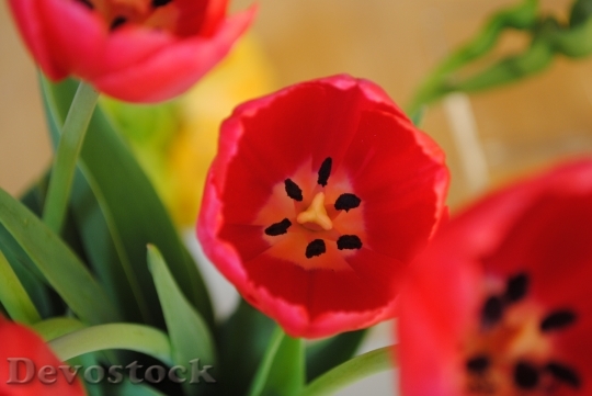 Devostock Tulips Flower Flowers Spring