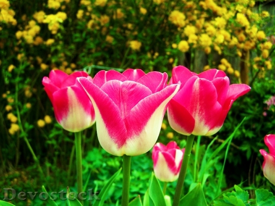 Devostock Tulips Flower Garden Spring