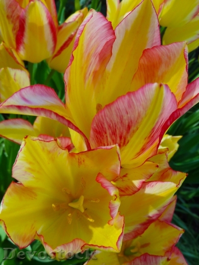 Devostock Tulips Flower Nature Garden
