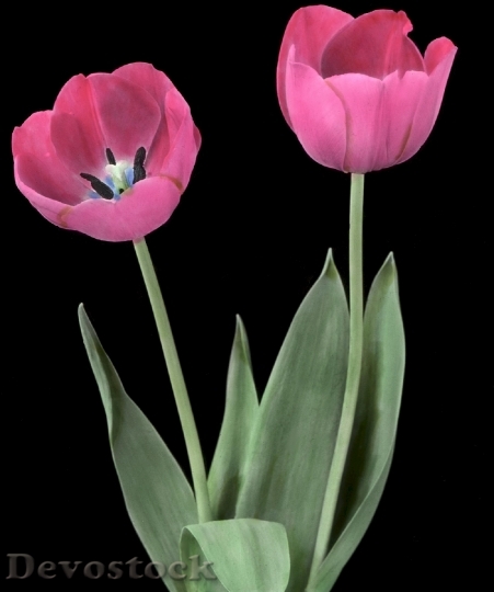 Devostock Tulips Flower Plant Blooming