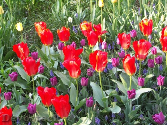 Devostock Tulips Flower Spring Bloom