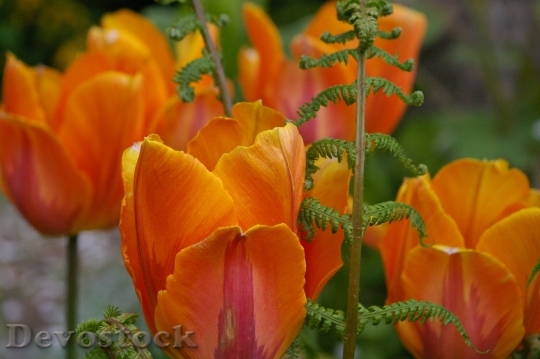 Devostock Tulips Flower Spring Plant