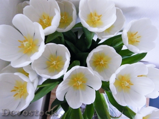 Devostock Tulips Flower Vase Blossom