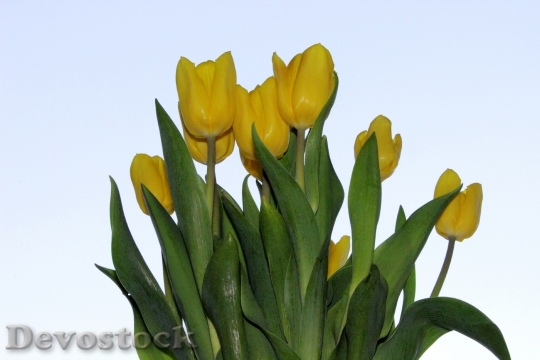 Devostock Tulips Flower Yellow Spring