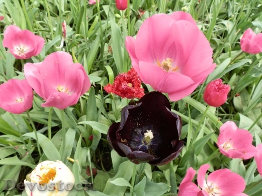 Devostock Tulips Flowers Black 678194