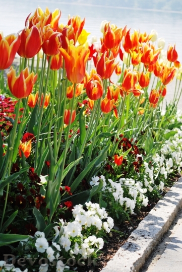 Devostock Tulips Flowers Bloom Orange