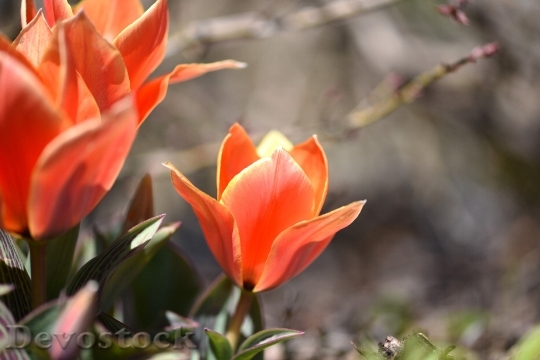 Devostock Tulips Flowers Blossom Bloom