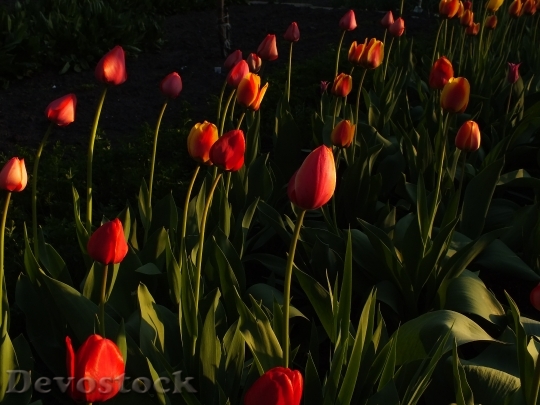 Devostock Tulips Flowers Bright Spring 0