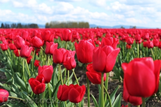 Devostock Tulips Flowers Field Sky