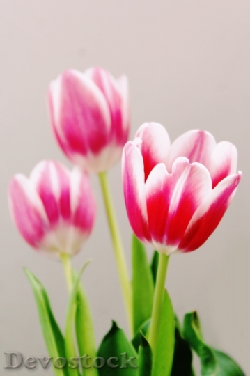 Devostock Tulips Flowers Flora Pink