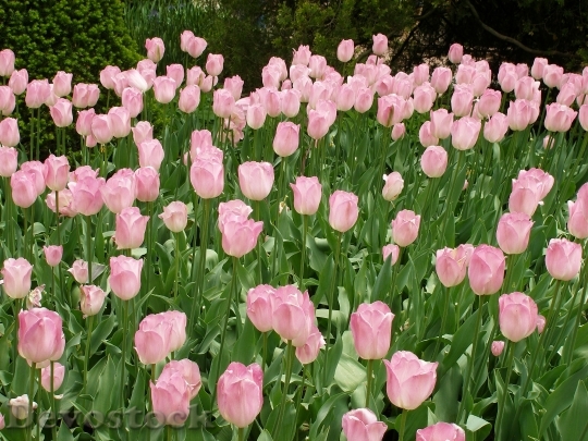 Devostock Tulips Flowers Floral Pink