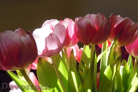 Devostock Tulips Flowers Flower Nature
