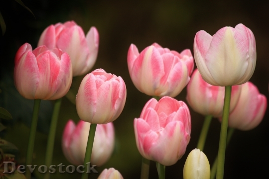 Devostock Tulips Flowers Flower Spring 1