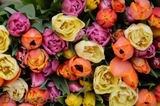 Devostock Tulips Flowers Fresh Blooms
