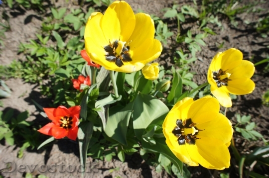 Devostock Tulips Flowers Garden Spring 0