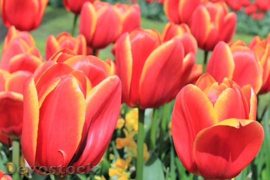 Devostock Tulips Flowers Handsomely 1714803