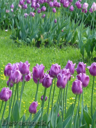 Devostock Tulips Flowers Nature Lilac