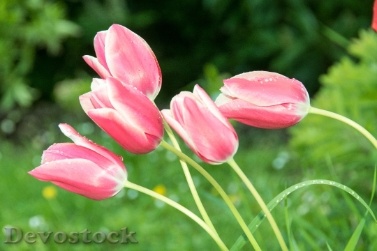 Devostock Tulips Flowers Nature Spring 5