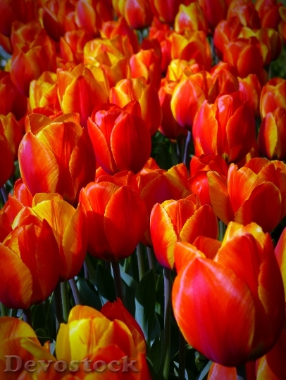Devostock Tulips Flowers Orange Plant