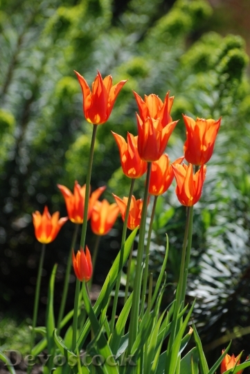 Devostock Tulips Flowers Perennial Orange
