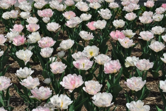 Devostock Tulips Flowers Perennial Spring