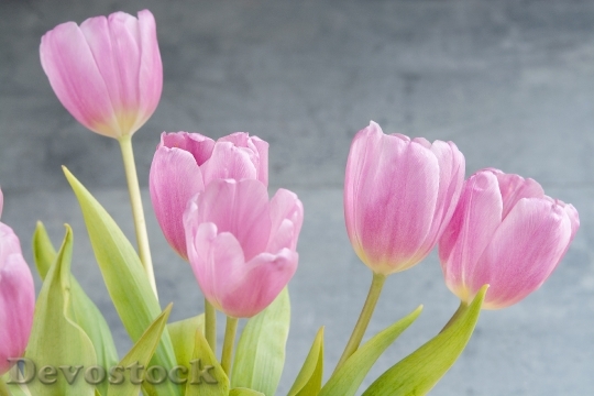 Devostock Tulips Flowers Pink 1352561