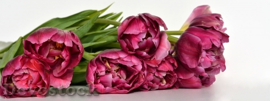 Devostock Tulips Flowers Pink Nature