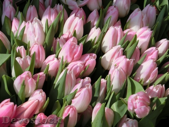 Devostock Tulips Flowers Pink Plant