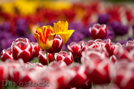 Devostock Tulips Flowers Plant Red
