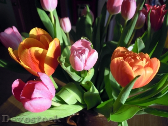 Devostock Tulips Flowers Plant Spring