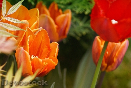 Devostock Tulips Flowers Red Orange 0