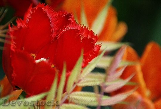 Devostock Tulips Flowers Red Orange 2